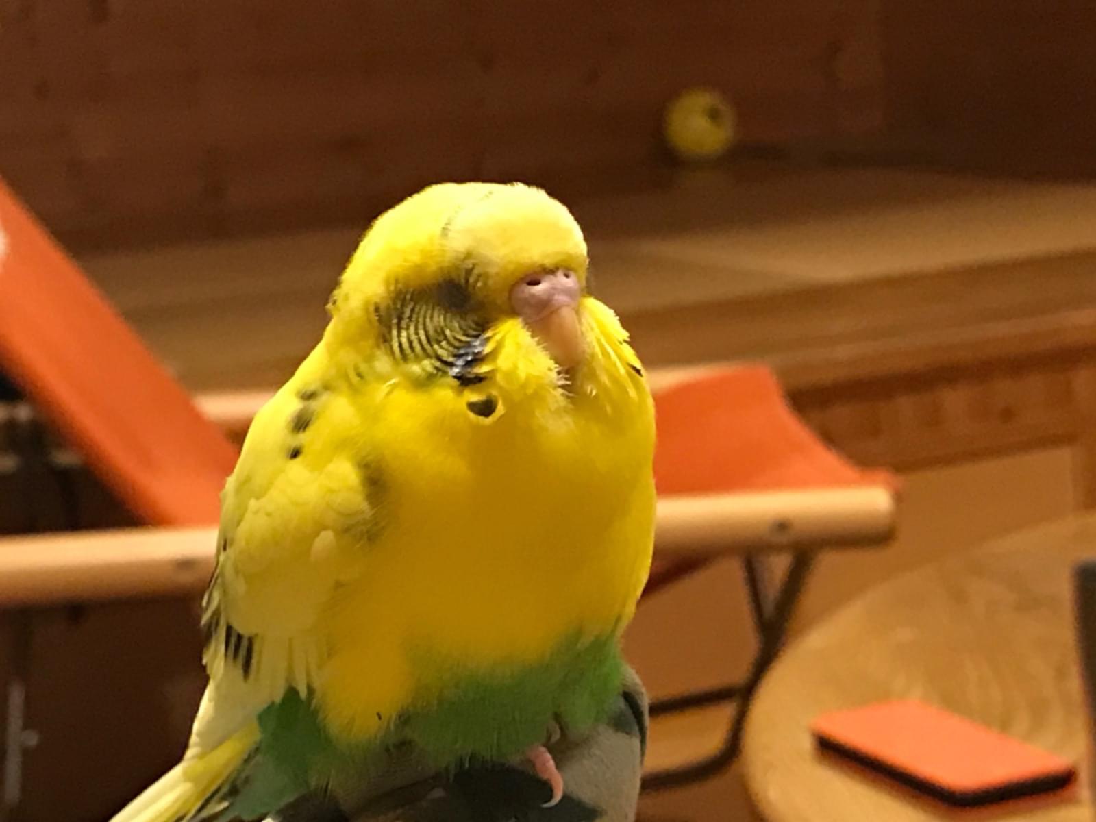 ナチョちゃん ナチョちゃん