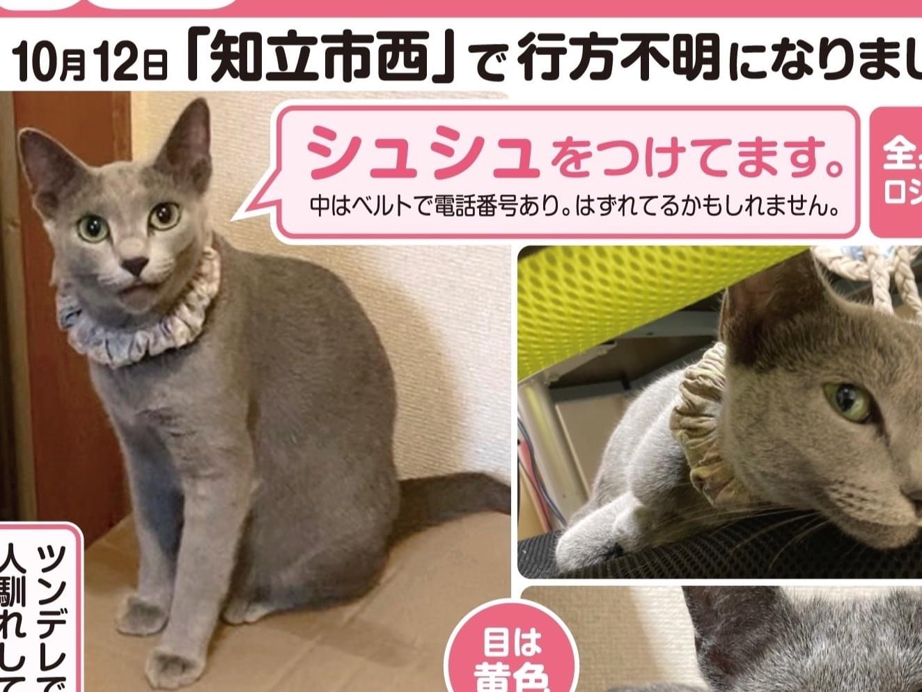 ぶるぅちゃん ぶるぅちゃん