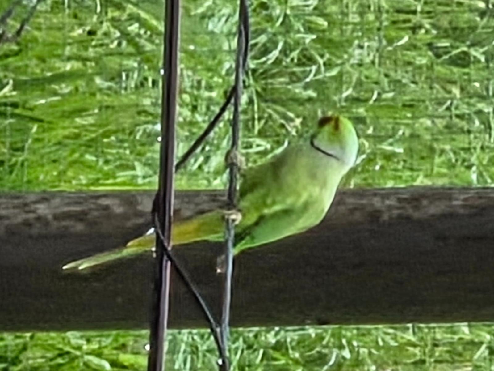 目撃された鳥 目撃された鳥