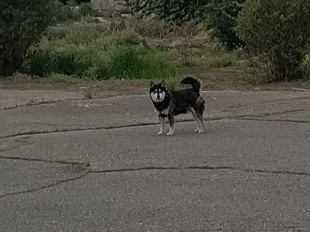 目撃された犬 目撃された犬
