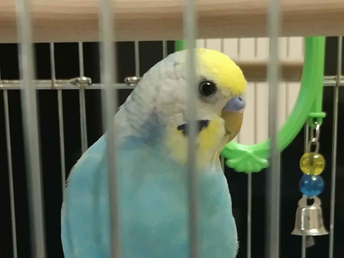 ピーチャンちゃん ピーチャンちゃん