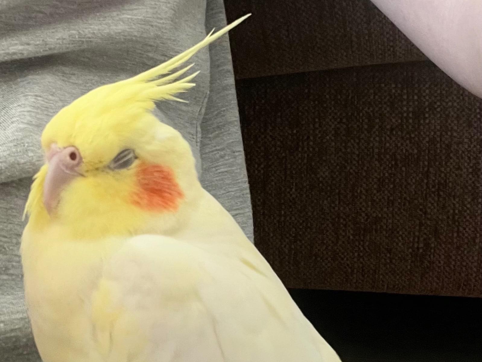 フクちゃん フクちゃん