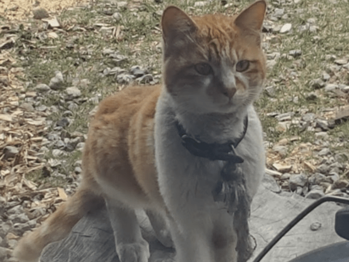 目撃された猫