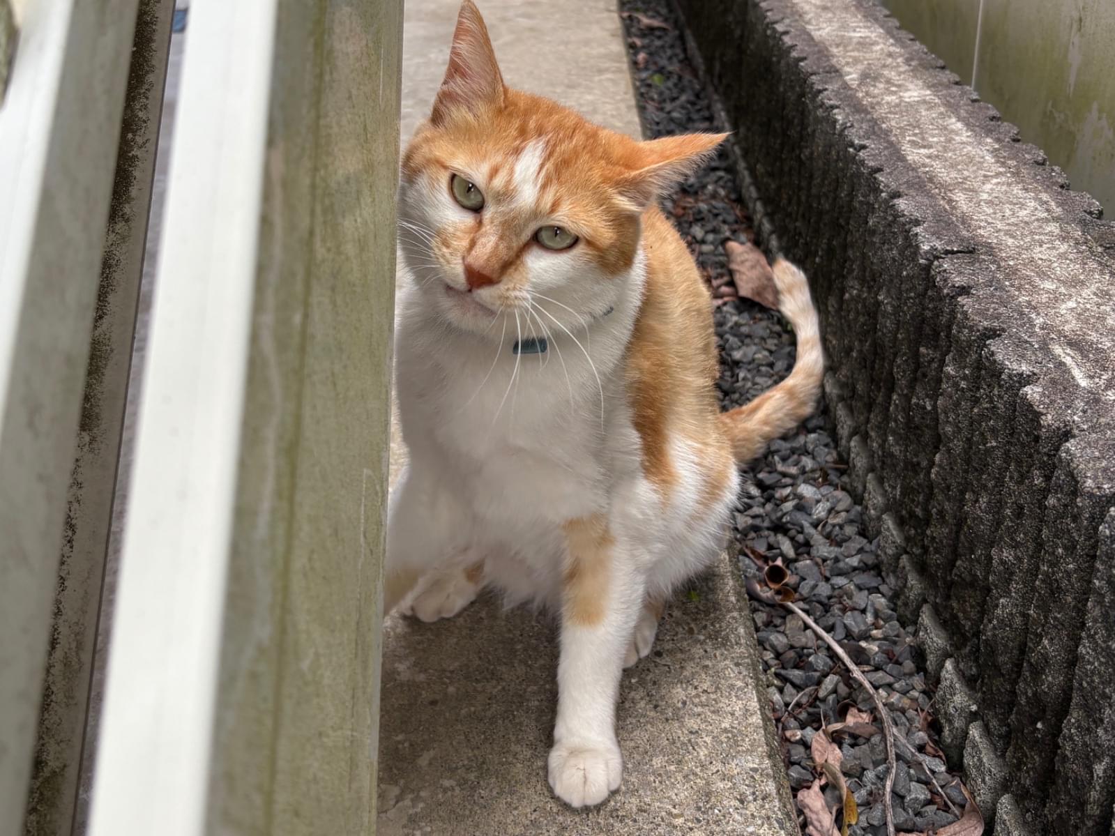 目撃された猫 目撃された猫