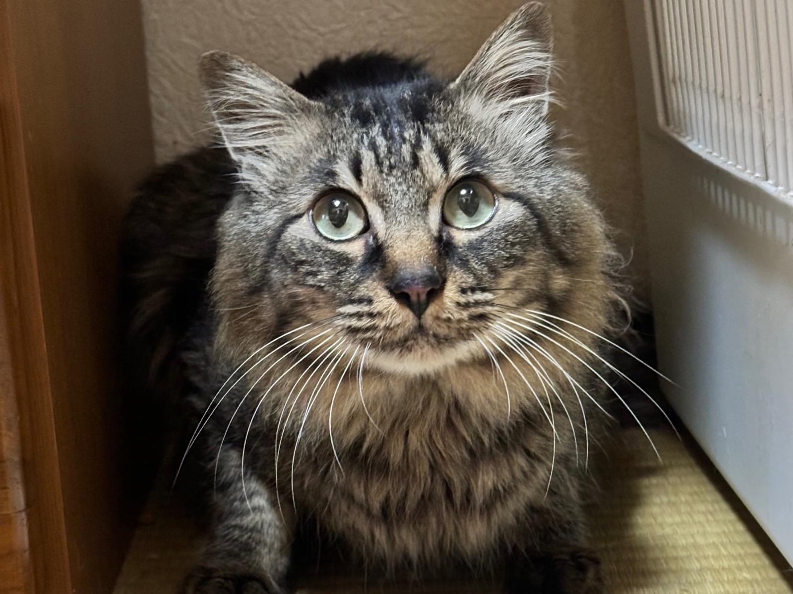 保護された猫 保護された猫