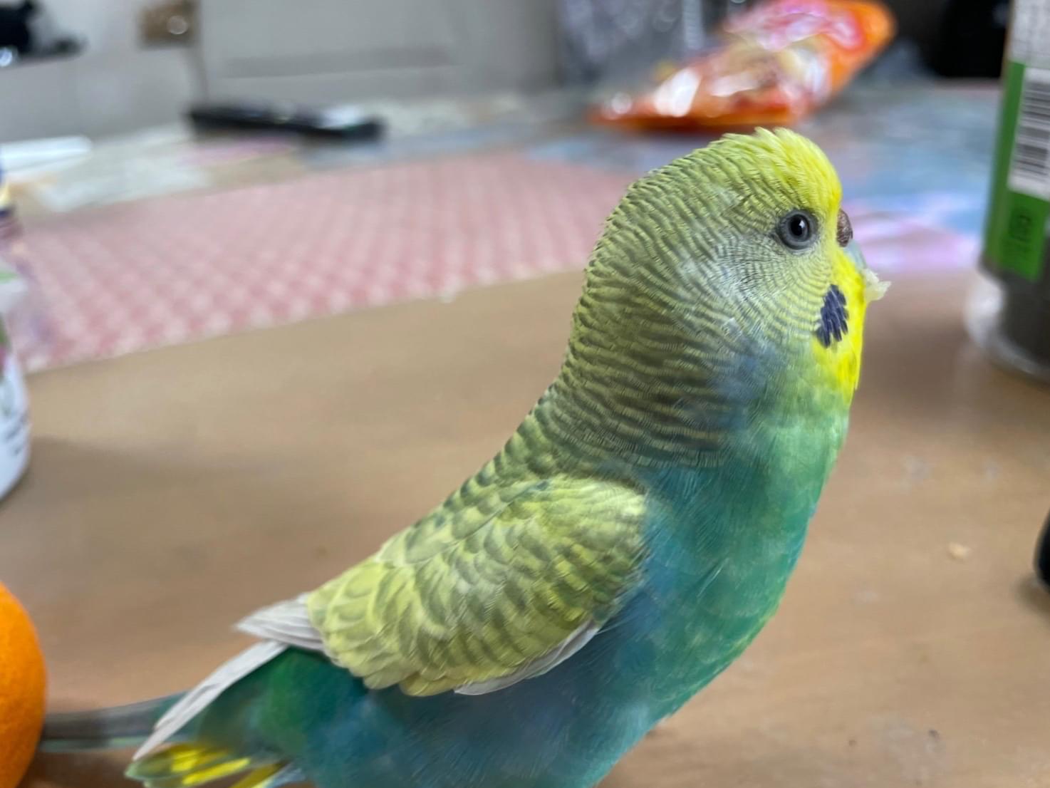 おすしちゃん おすしちゃん