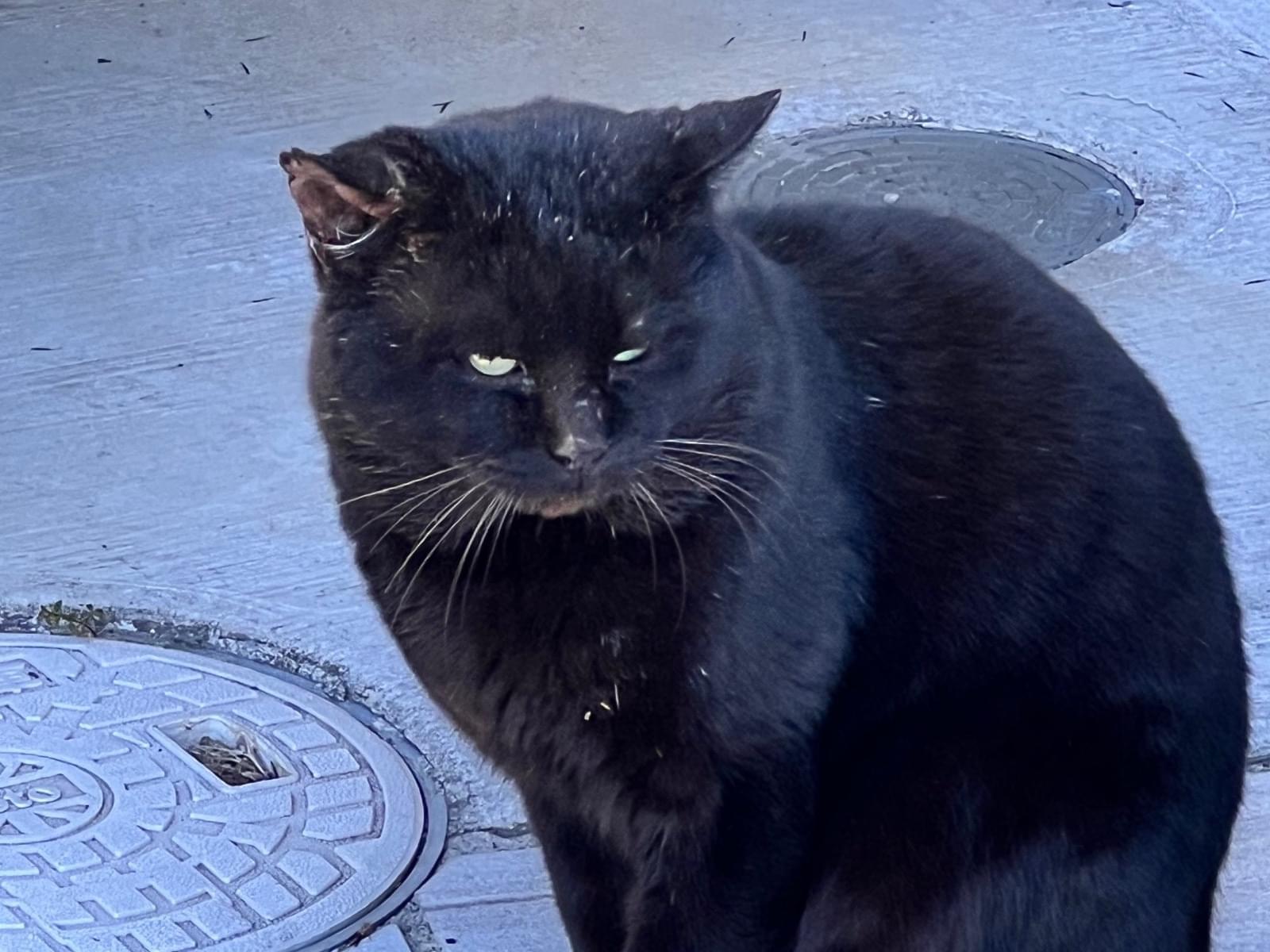 目撃された猫 目撃された猫