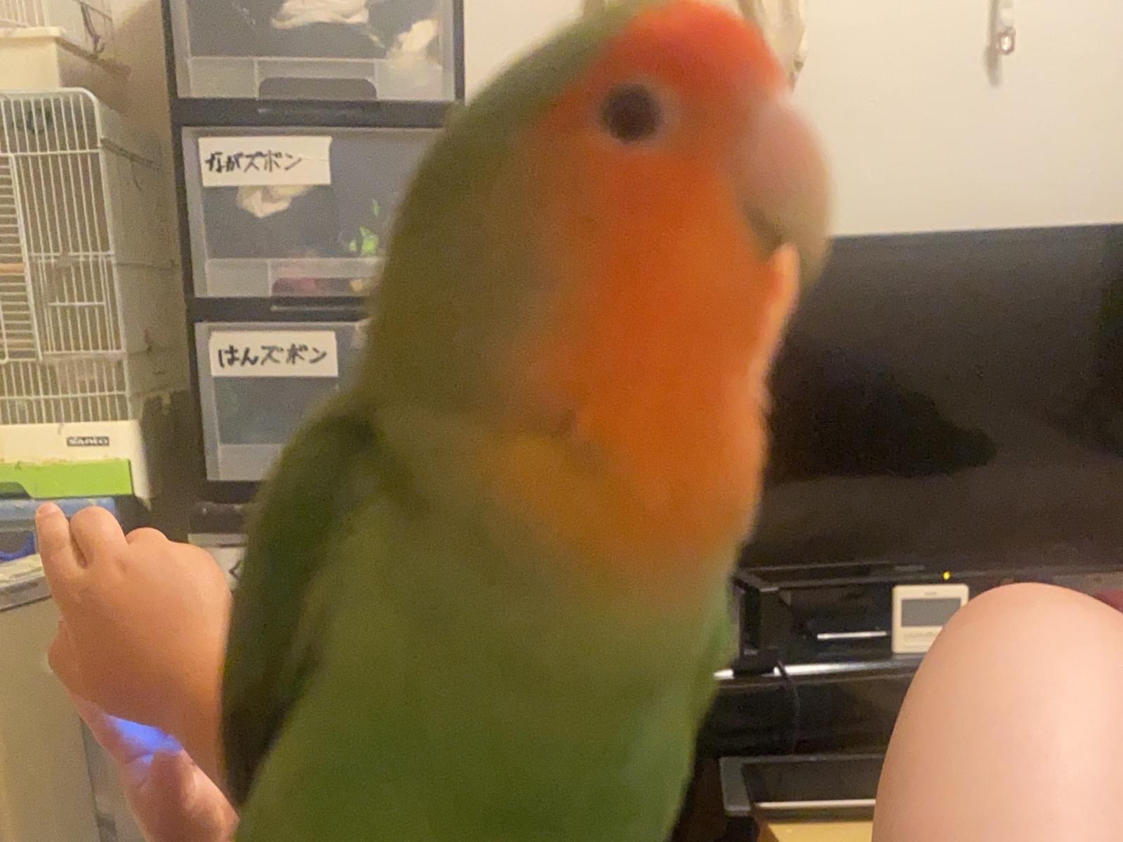 だんちゃん だんちゃん