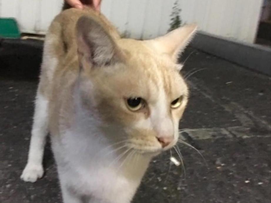 目撃された猫 目撃された猫