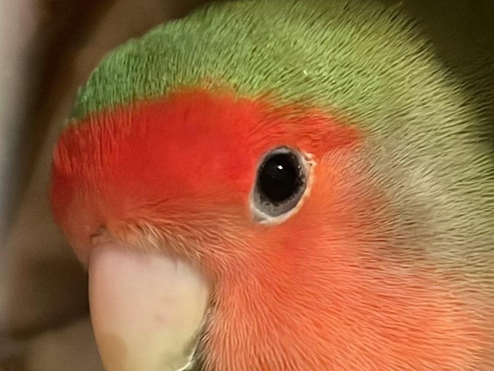 ピーコちゃん ピーコちゃん