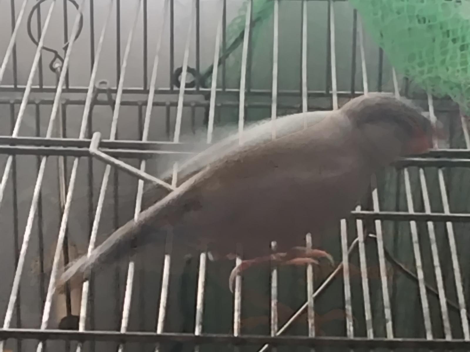 シナモンちゃん シナモンちゃん