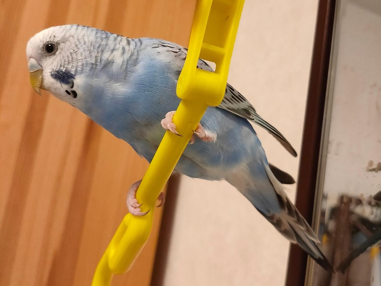 すみれちゃん すみれちゃん