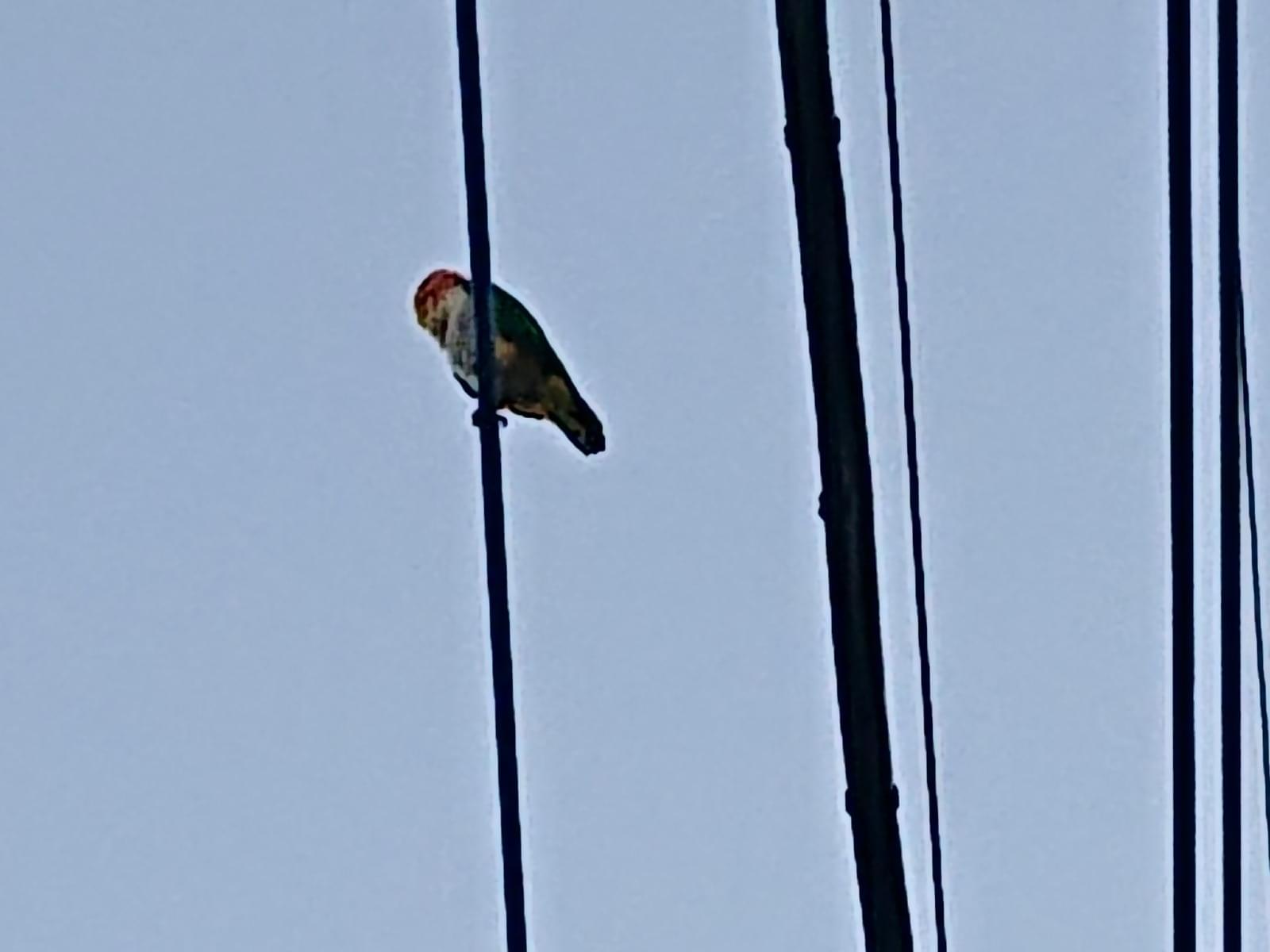 目撃された鳥 目撃された鳥