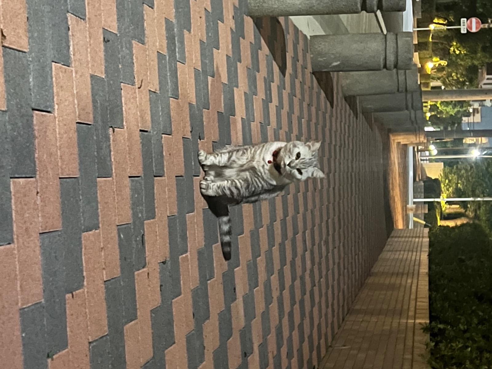 目撃された猫 目撃された猫