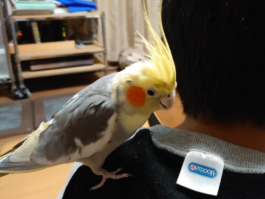 くうちゃん くうちゃん