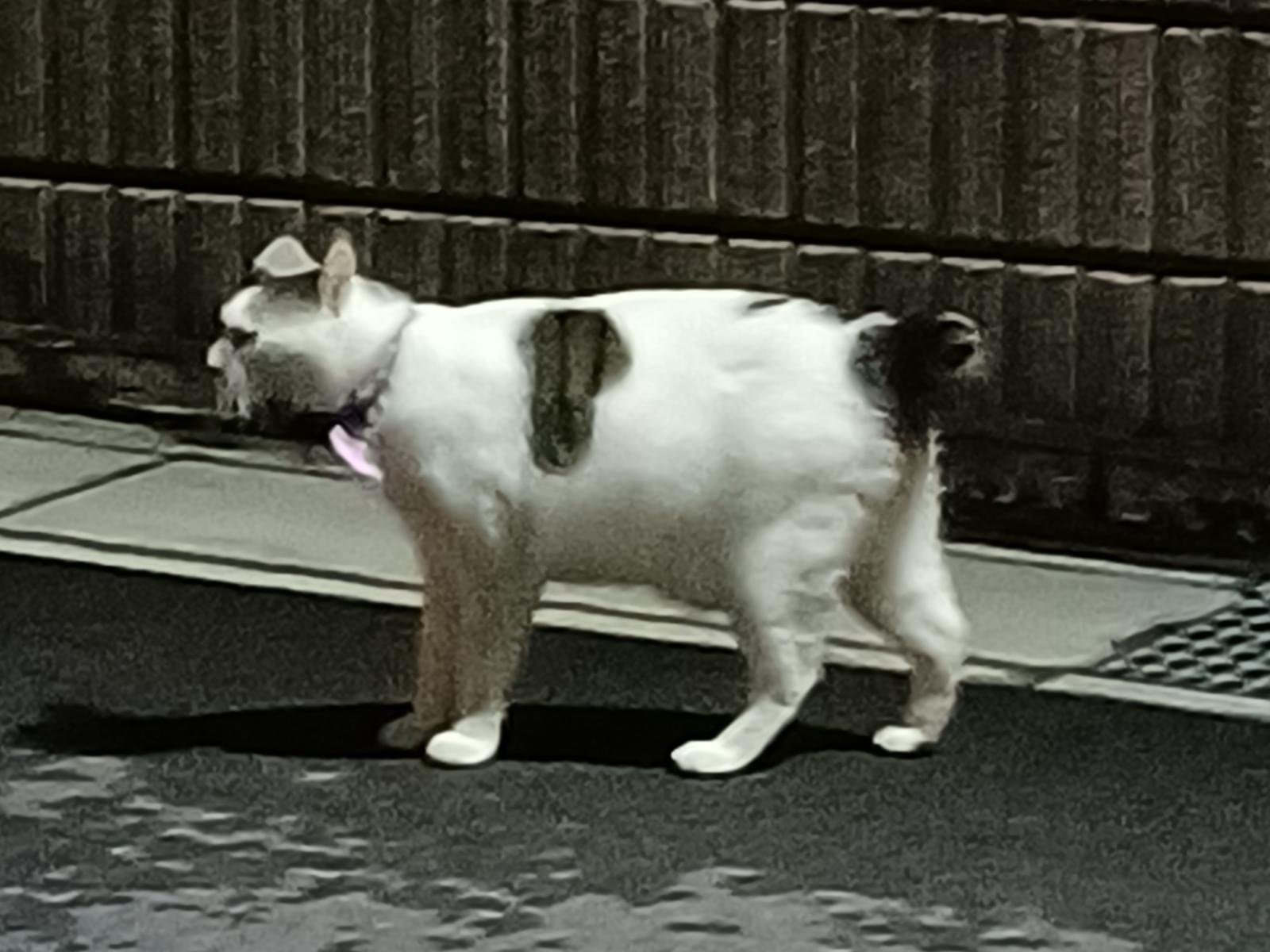 目撃された猫 目撃された猫
