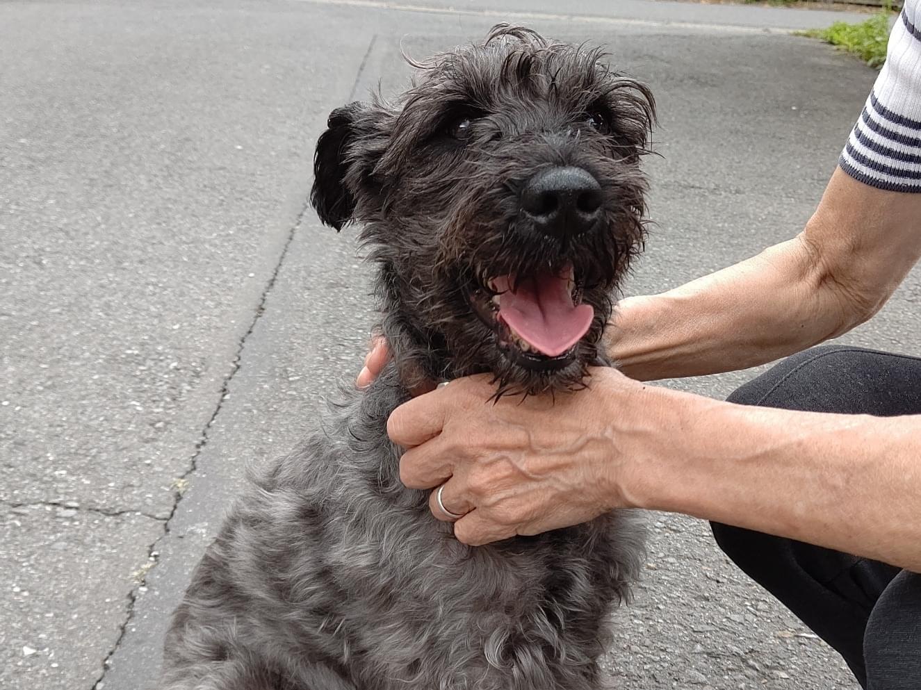 保護された犬 保護された犬