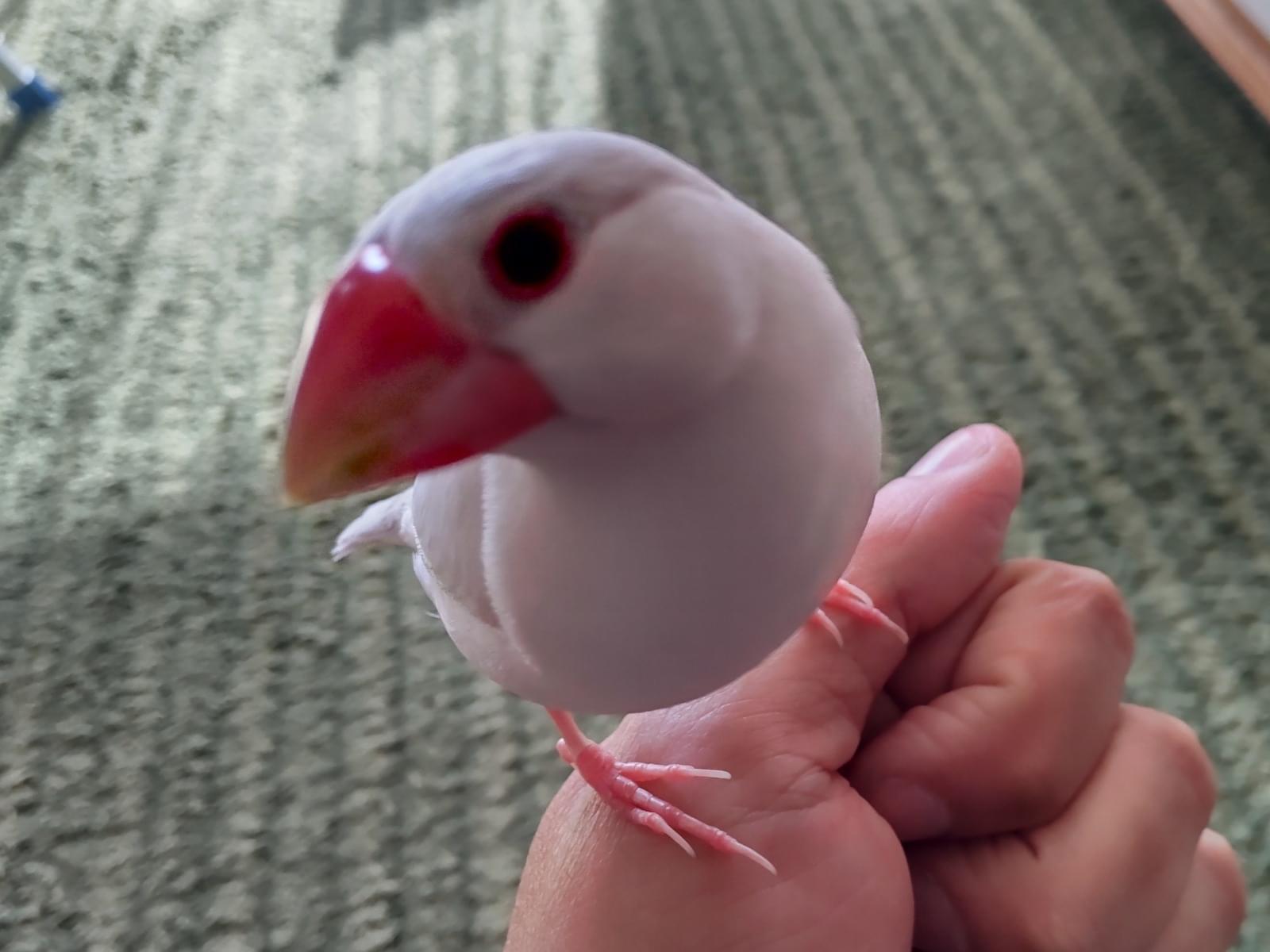 サクラちゃん サクラちゃん