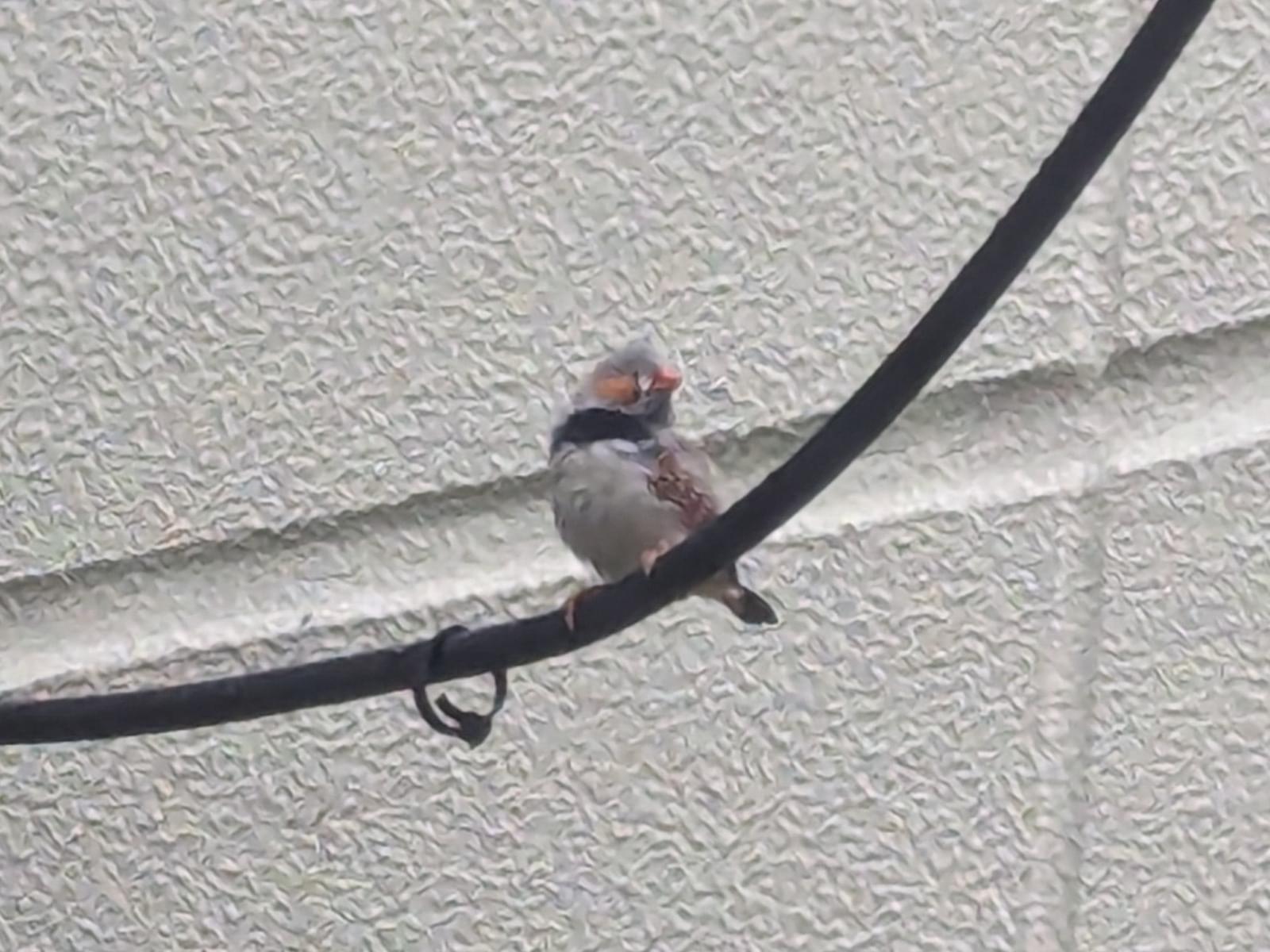 目撃された鳥 目撃された鳥