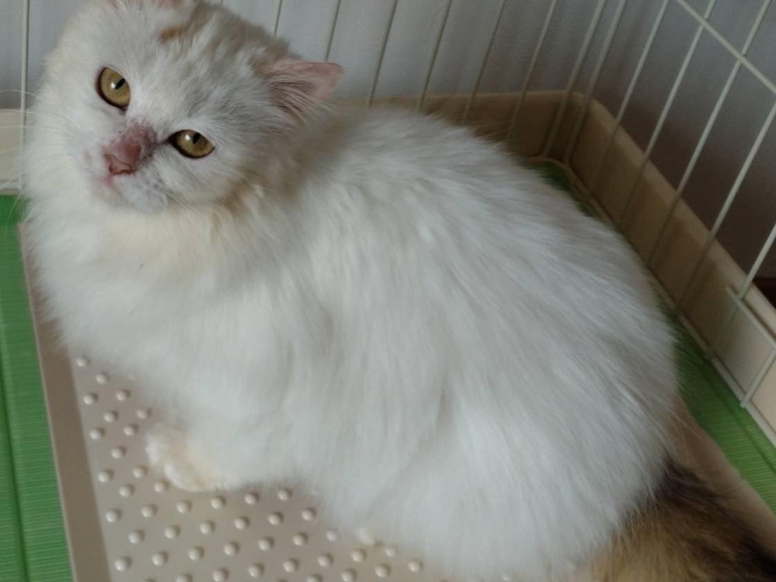 こゆきちゃん