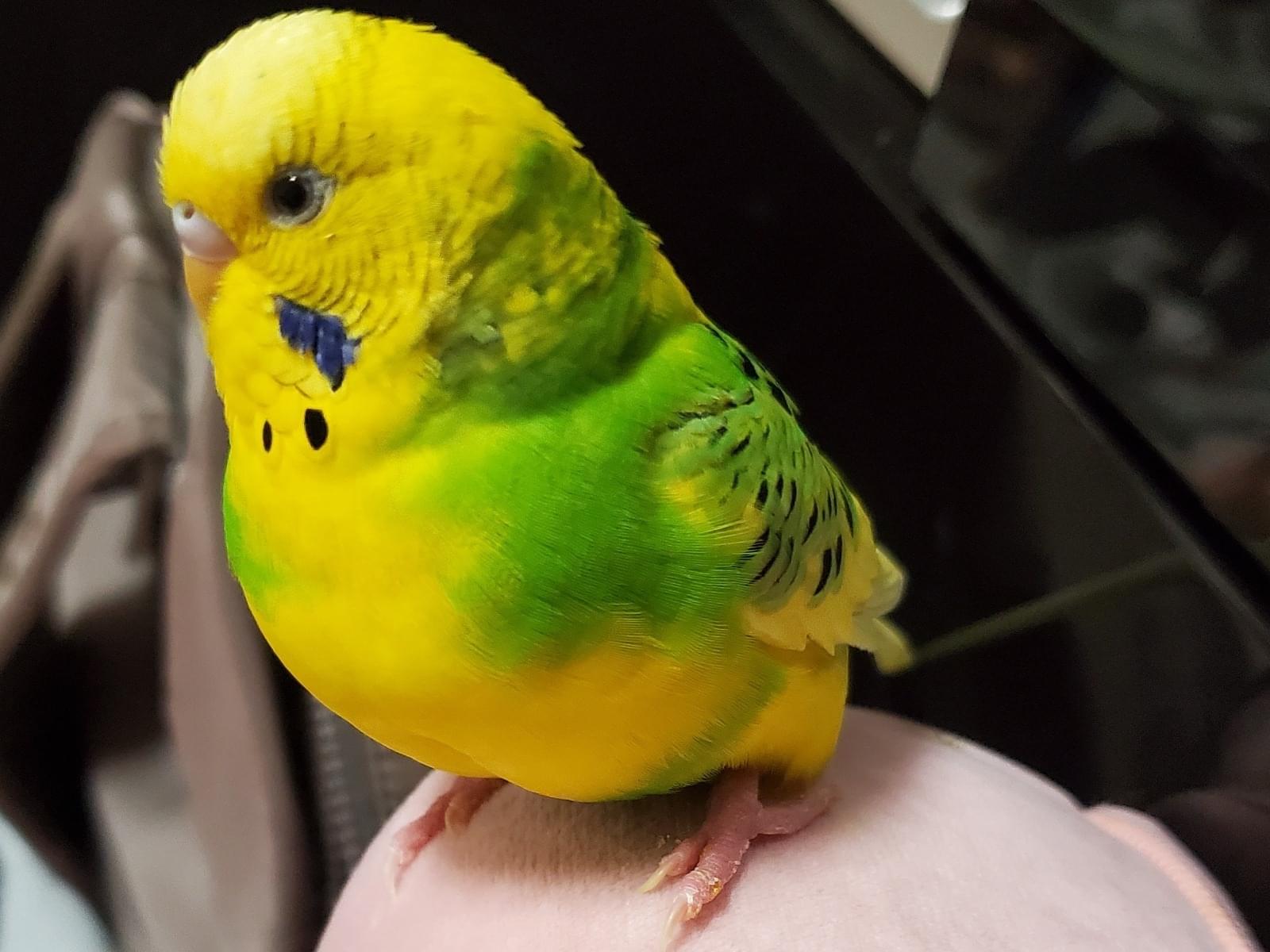 くぅちゃん くぅちゃん