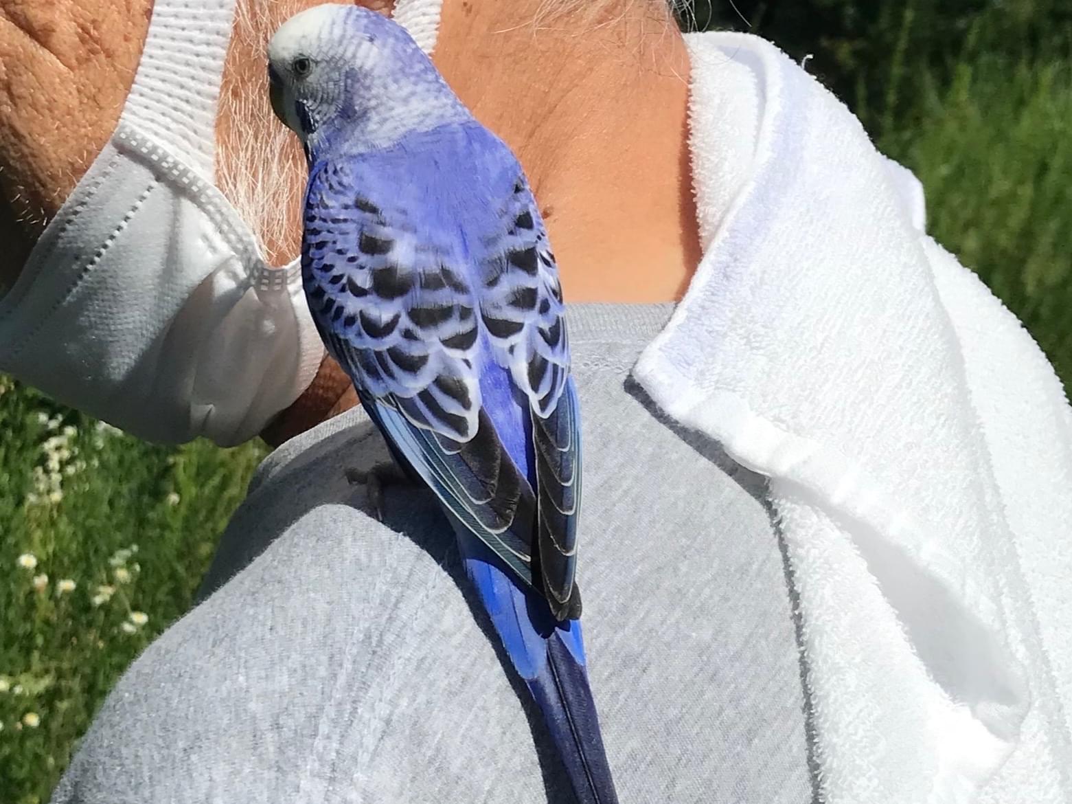 保護された鳥 保護された鳥