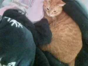 茶トラのメス、しっぽが短くて小柄