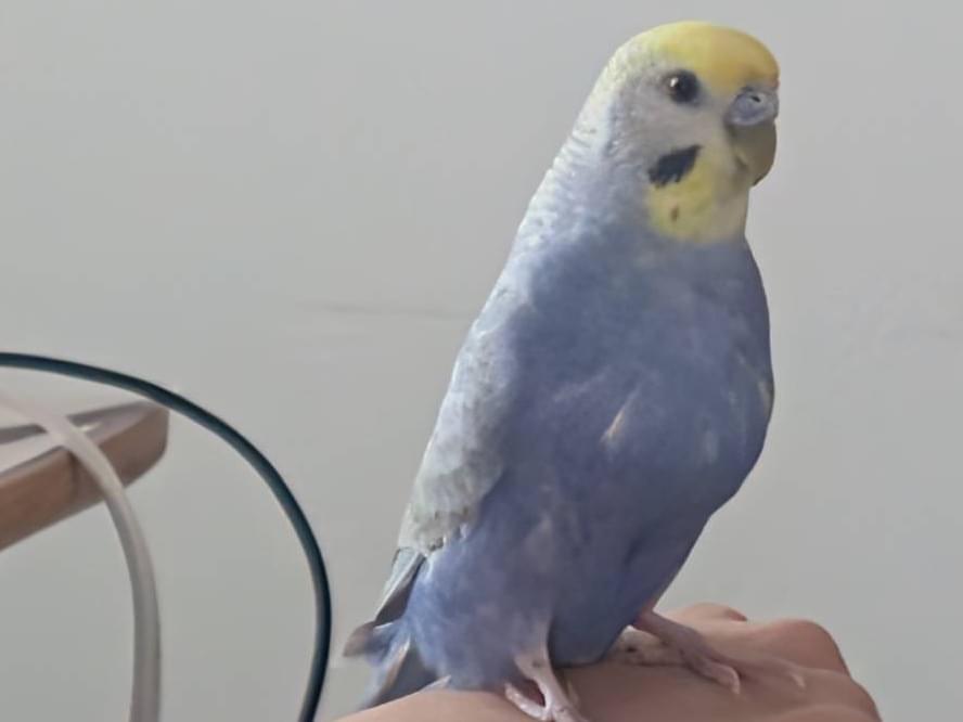 保護された鳥