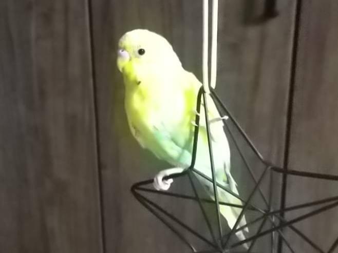 ぴーちゃん ぴーちゃん
