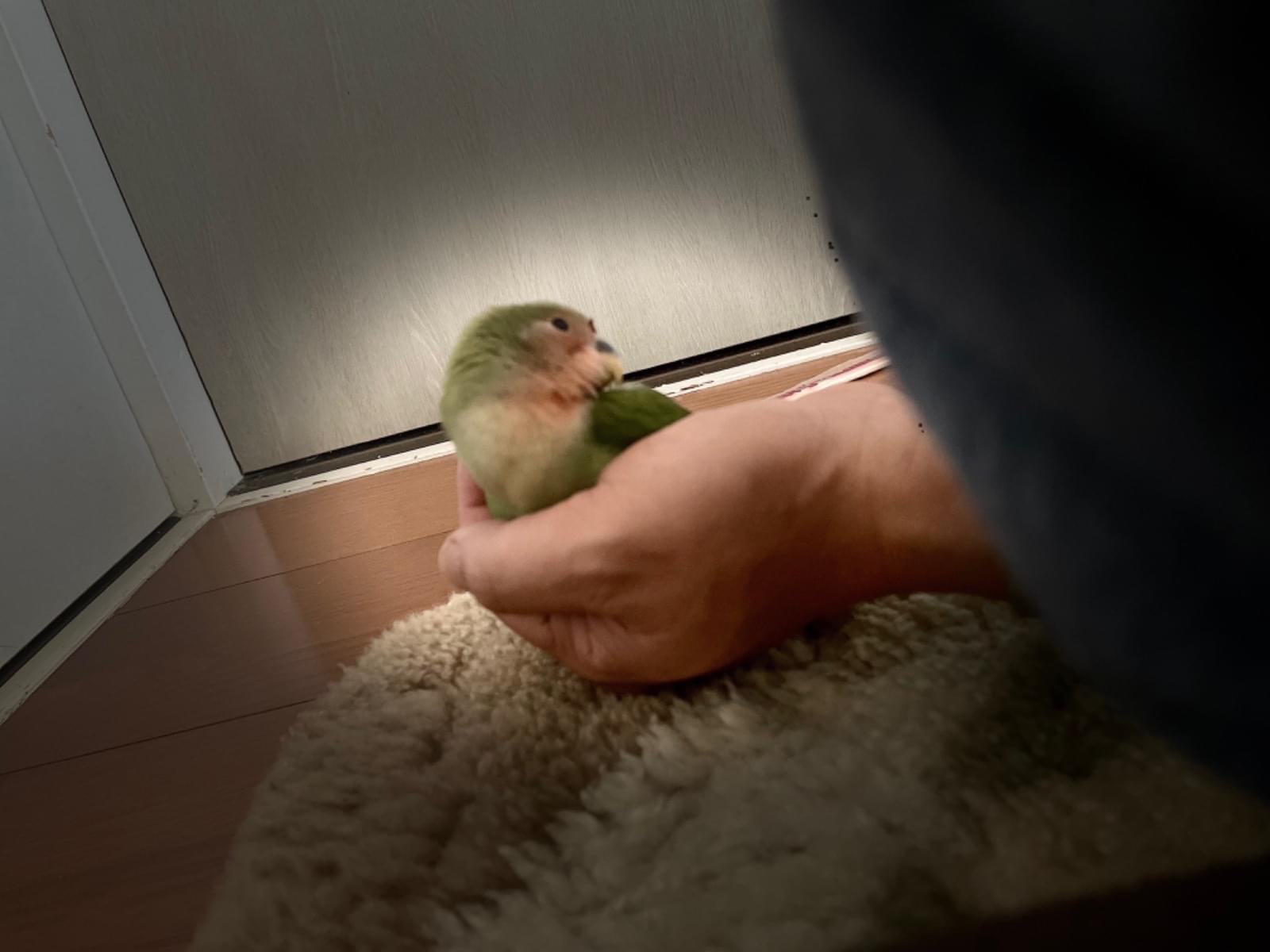 コトちゃん コトちゃん