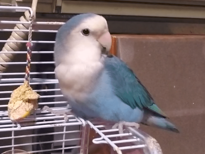 ろくちゃん ろくちゃん