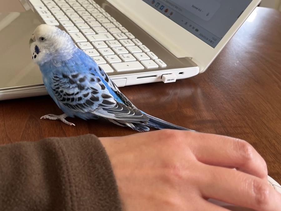ぴぃこちゃん