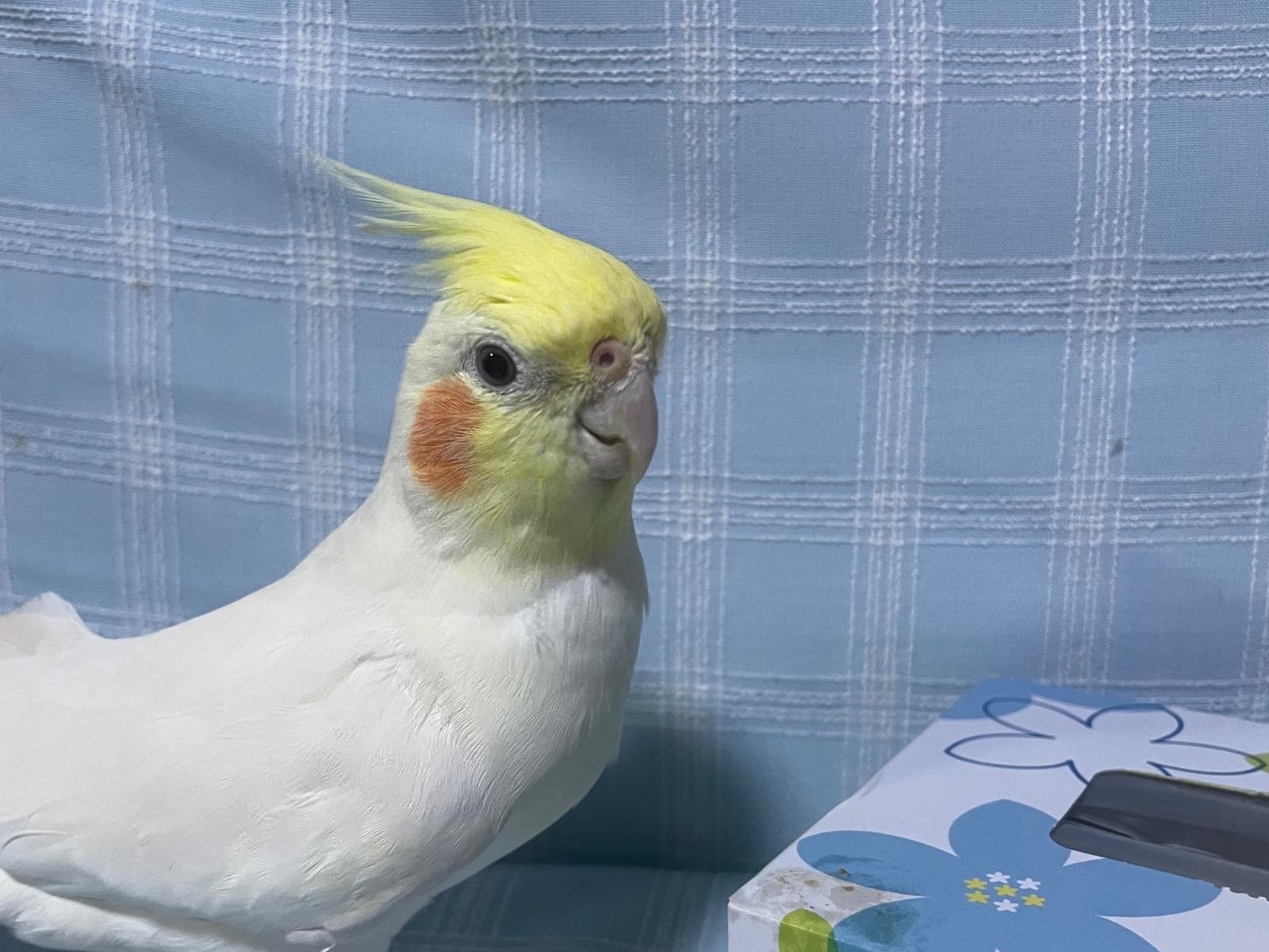 ポノちゃん ポノちゃん