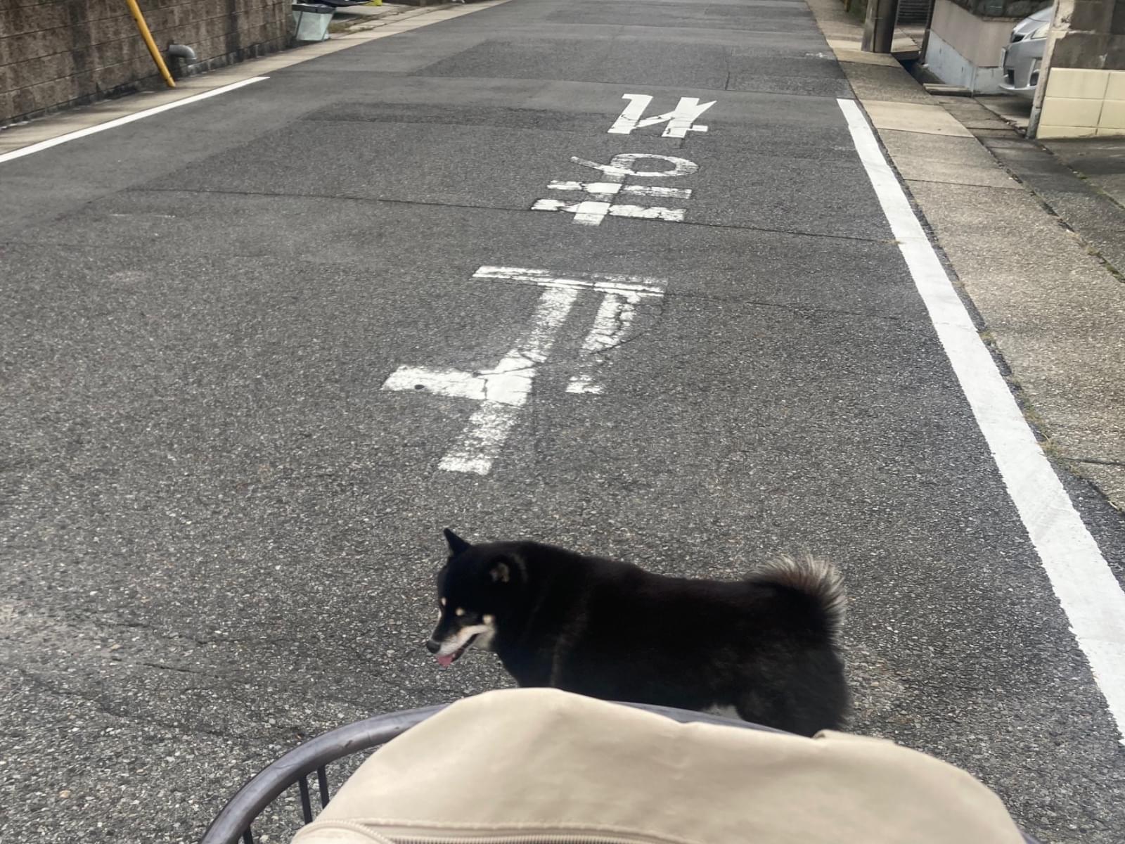 目撃された犬 目撃された犬