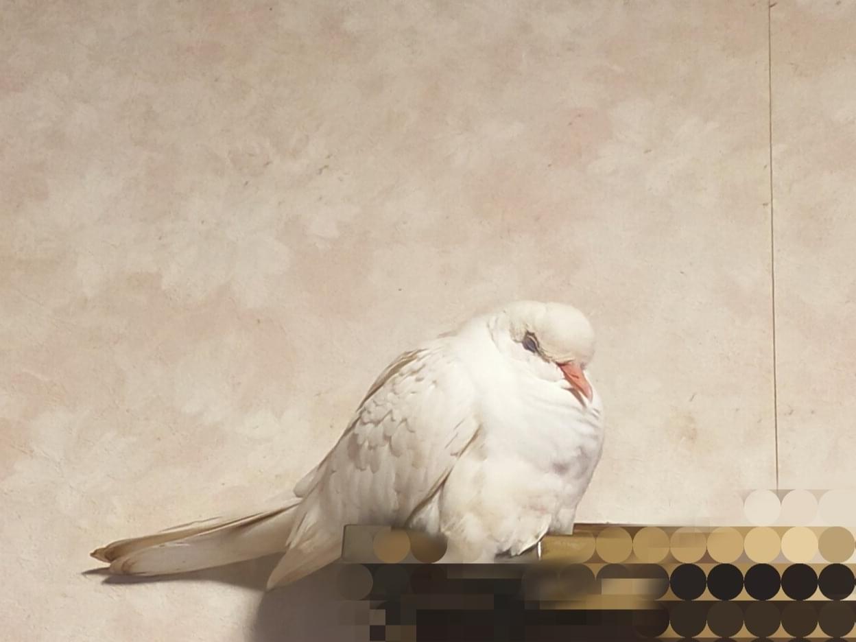 目撃された鳥 目撃された鳥