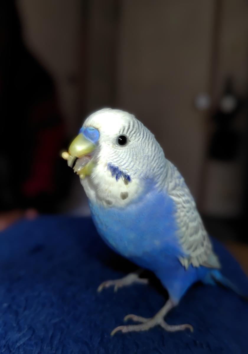 青っぽいセキセイインコが飛び去りました