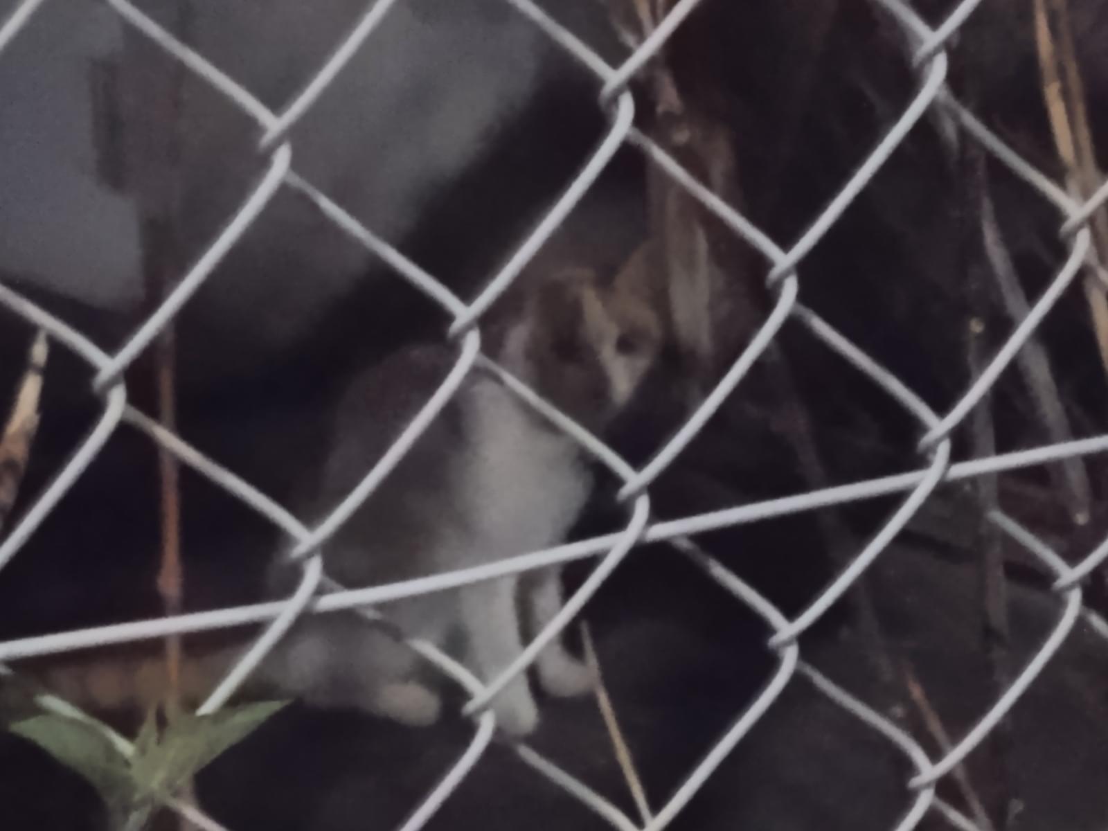 目撃された猫
