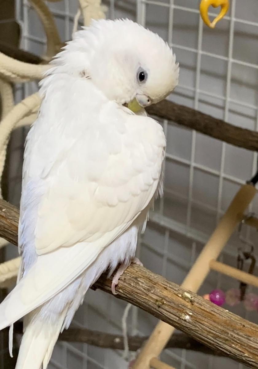 セキセイインコ(ダブルファクター)を探しています