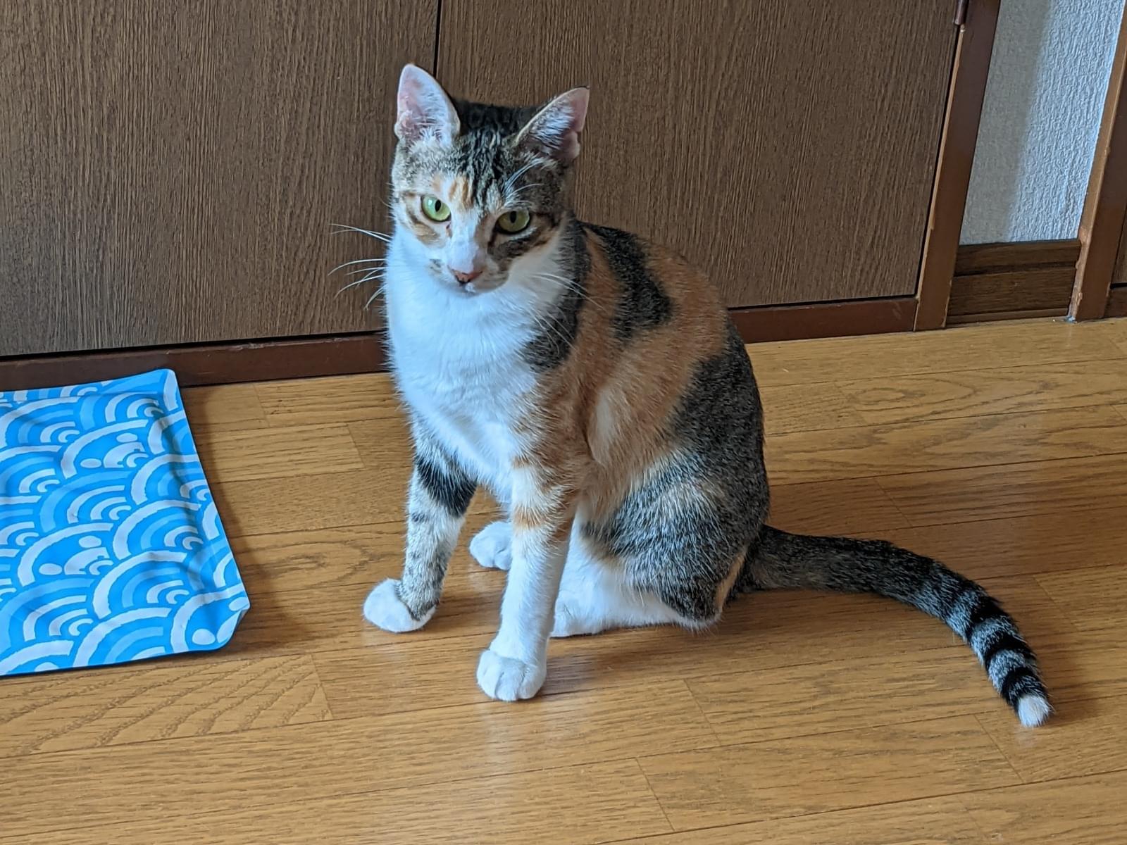 ひなたちゃん ひなたちゃん