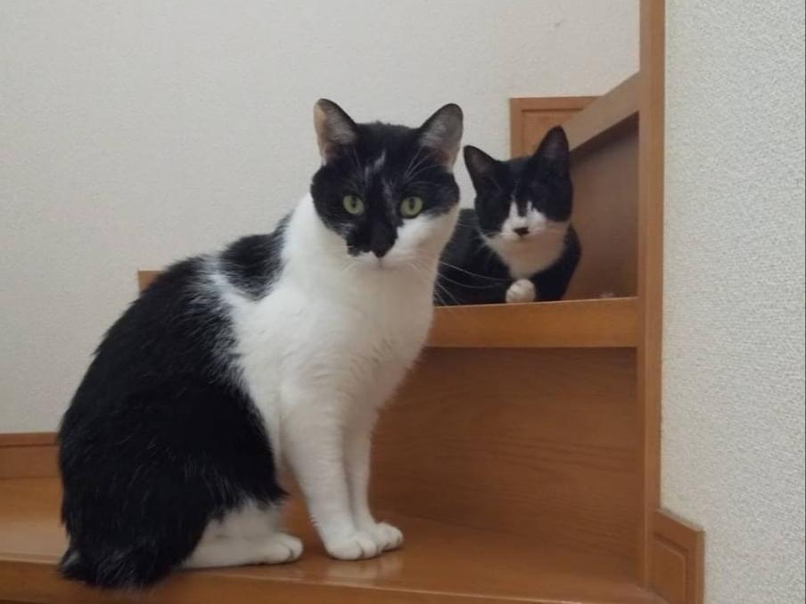 こころちゃん こころちゃん