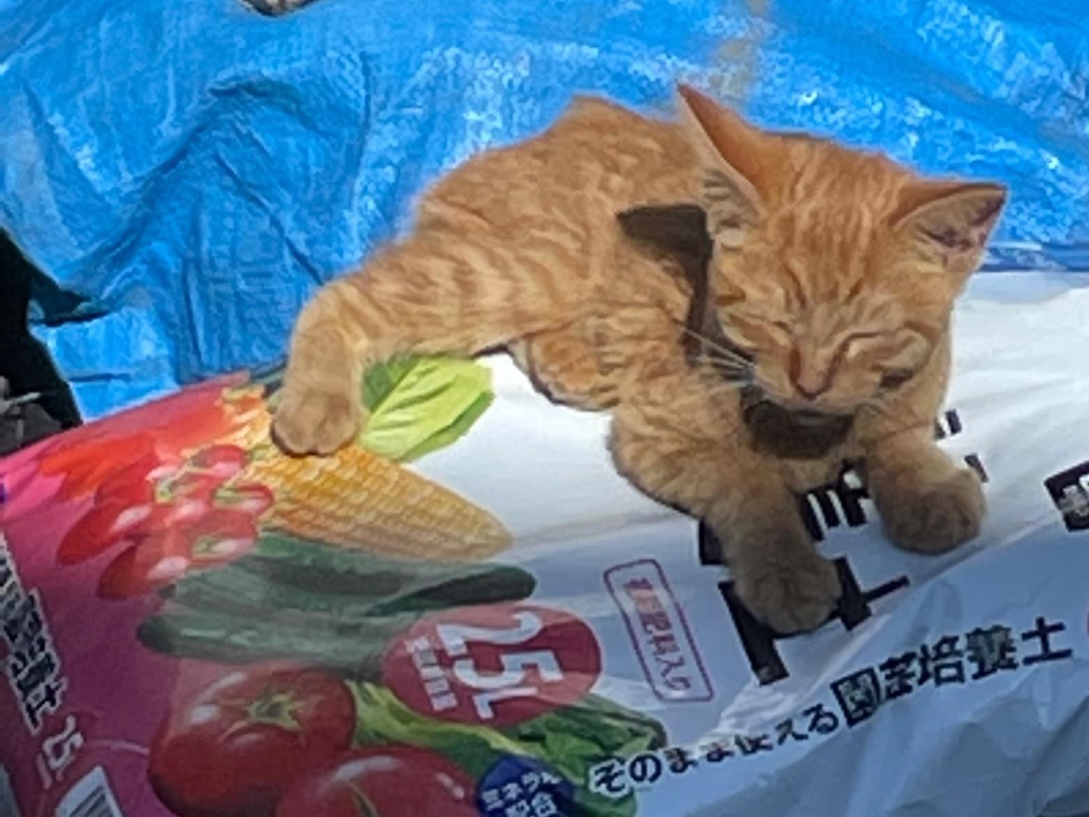 保護された猫 保護された猫
