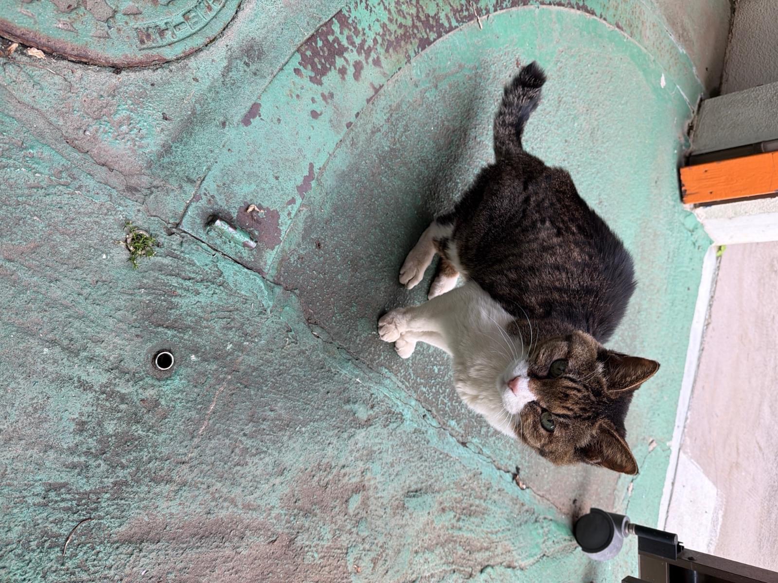 保護された猫