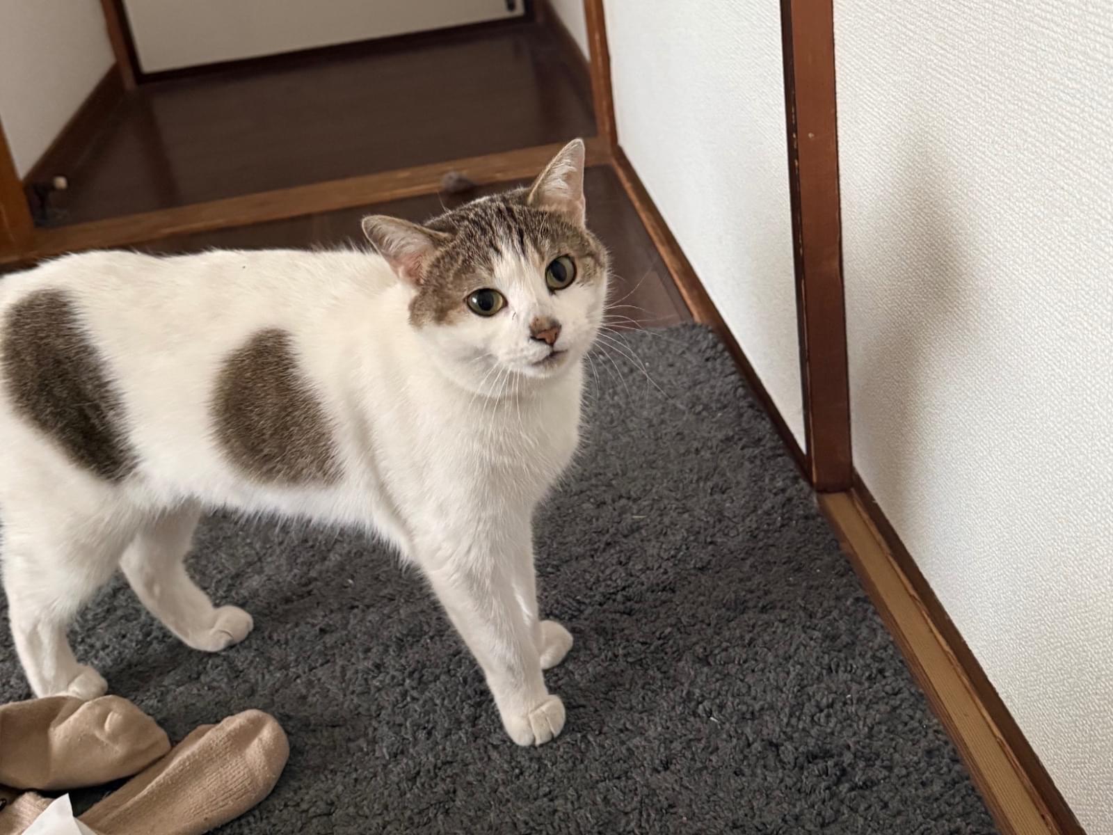 くうちゃん くうちゃん