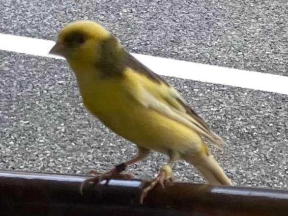 目撃された鳥 目撃された鳥