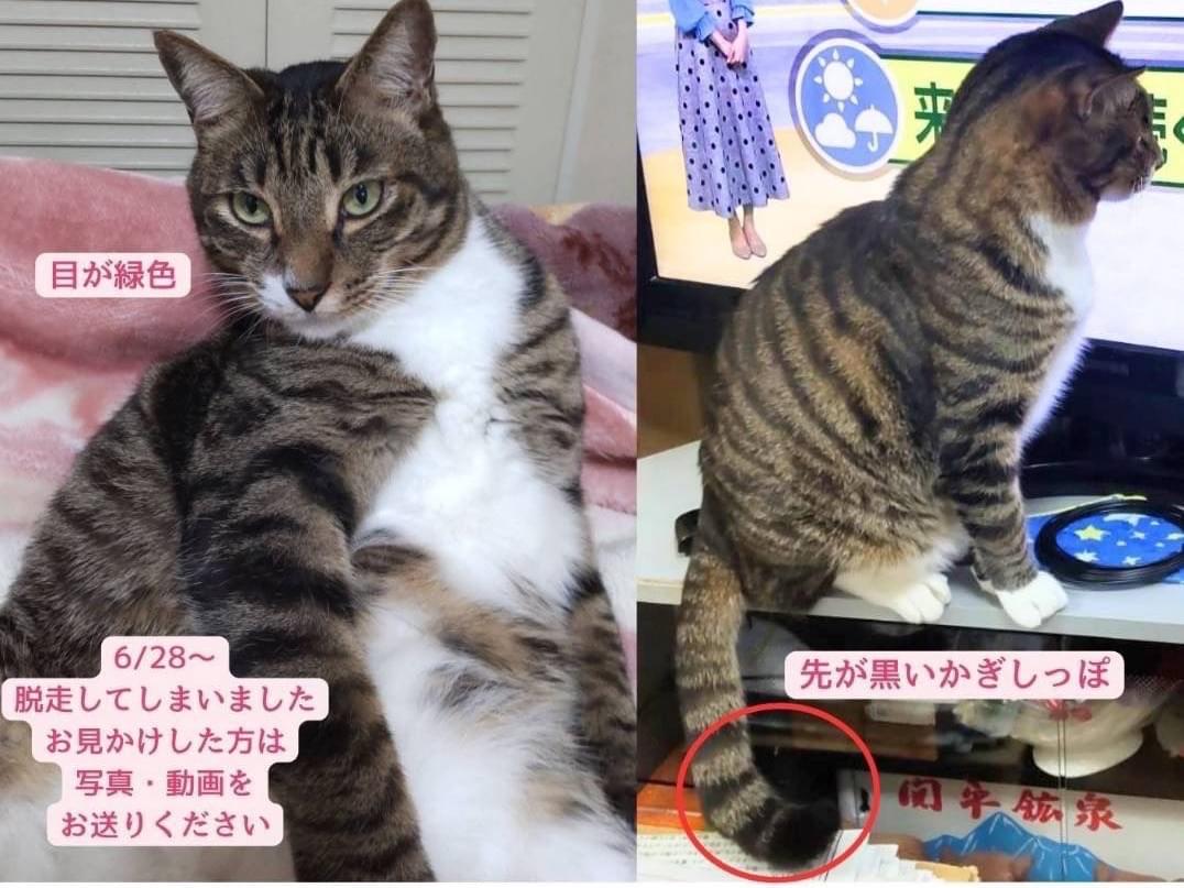 ココアちゃん