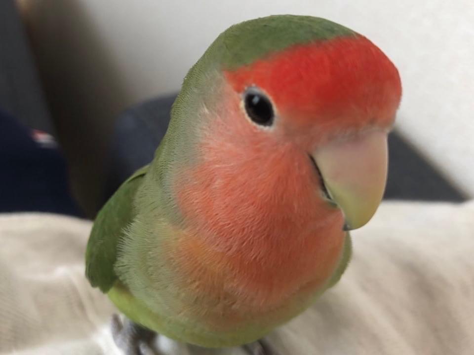 しーちゃん しーちゃん