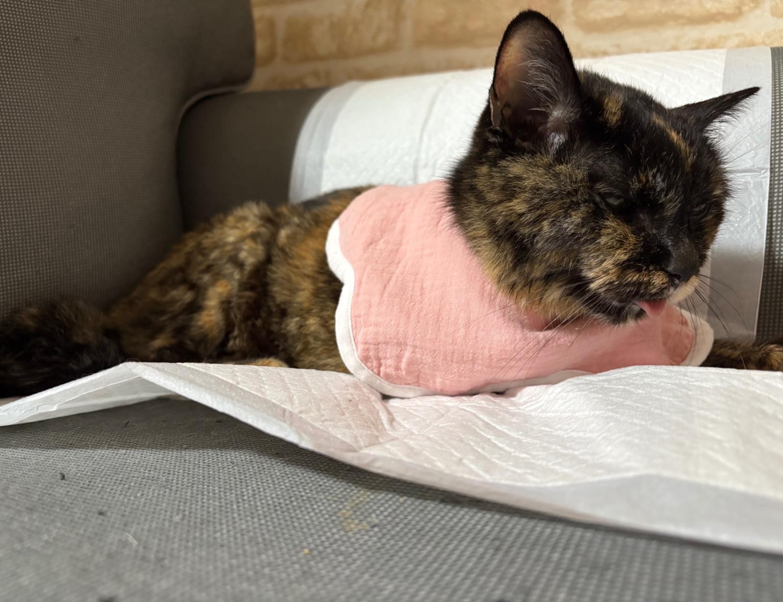 やせてるサビ猫