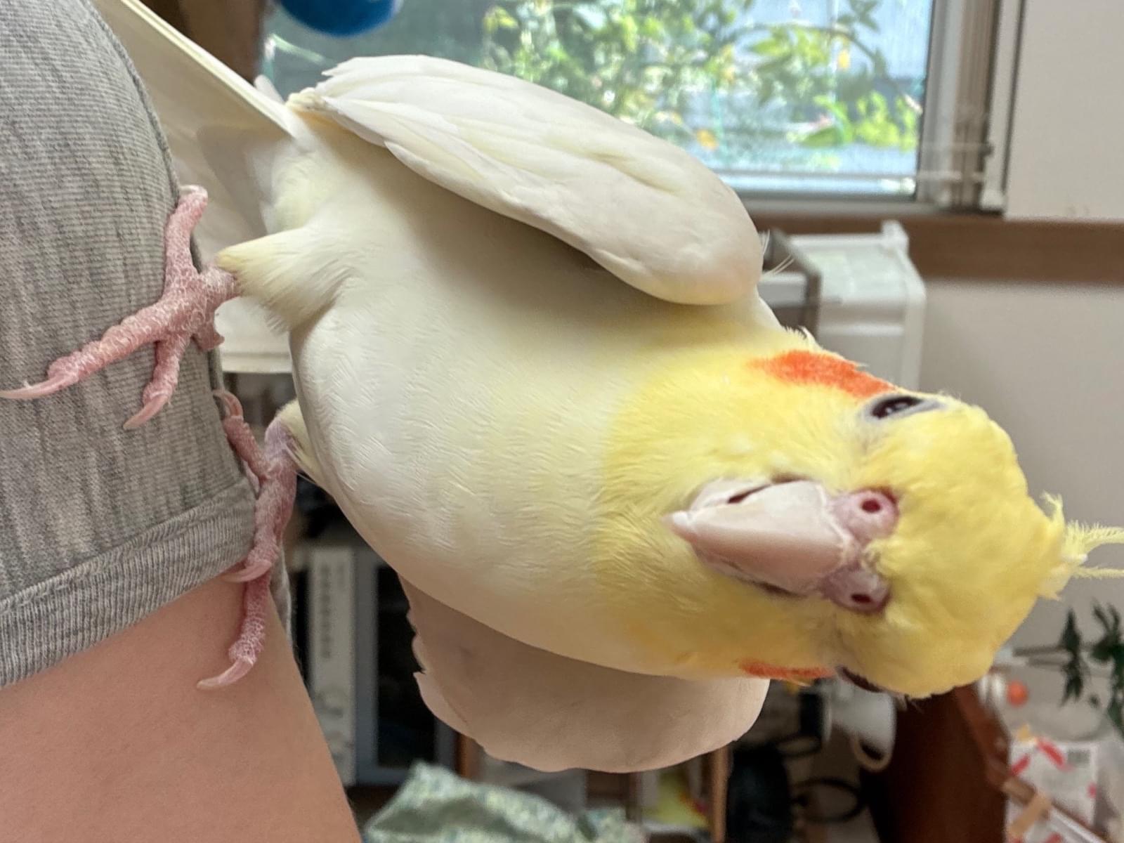 ぴーちゃん ぴーちゃん