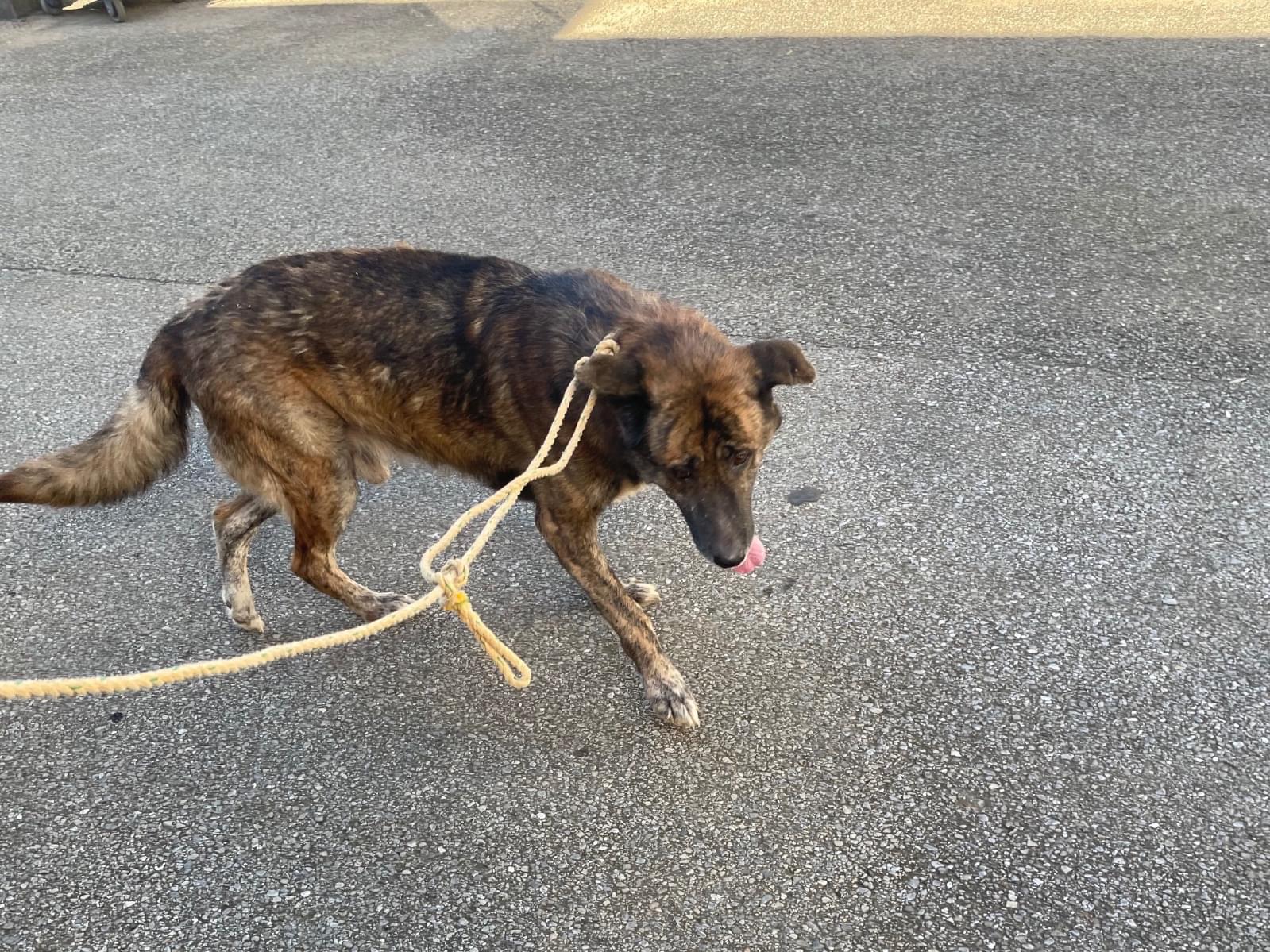保護された犬 保護された犬