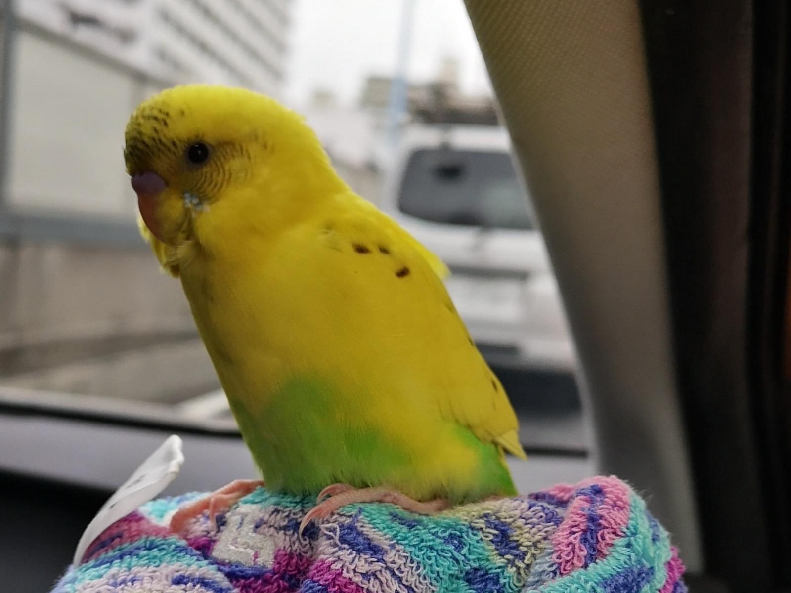 テンちゃん テンちゃん